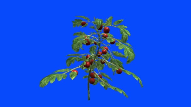 風の中でトマトと熟した茂み アルファチャンネルキーイング ブルースクリーン — ストック動画