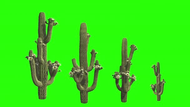 Rendering Kaktus Växt Med Blommor Kroma Nyckel Bakgrund — Stockvideo