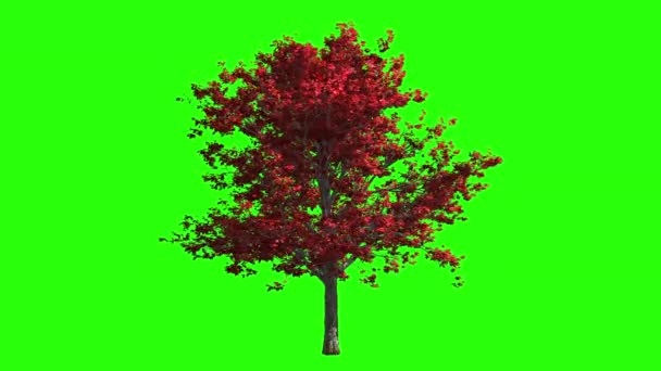 3Dレンダリング秋の風にカエデの木 キーのための緑の画面上に孤立 — ストック動画
