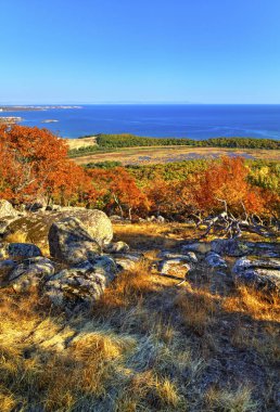 Sonbahar Orman ve deniz ile güzel manzara