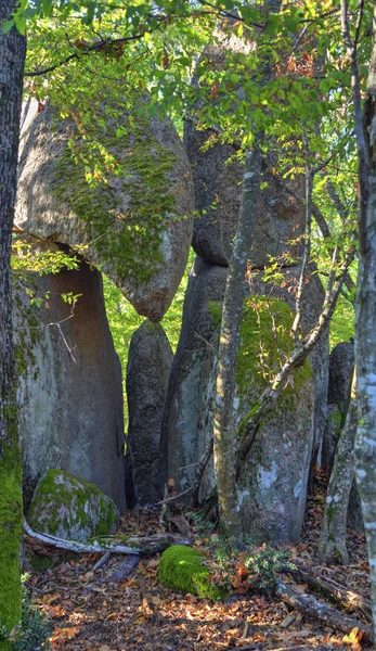 森の中の岩と美しい風景 — ストック写真