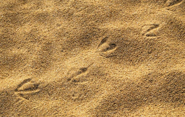 砂の上の鳥の足跡 — ストック写真