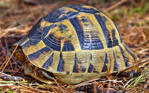 Красивая Черепаха Лесу Крупным Планом — стоковое фото