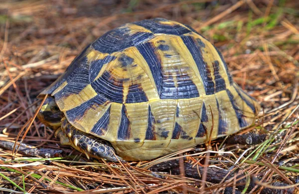 Hermosa Tortuga Primer Plano Del Bosque — Foto de Stock