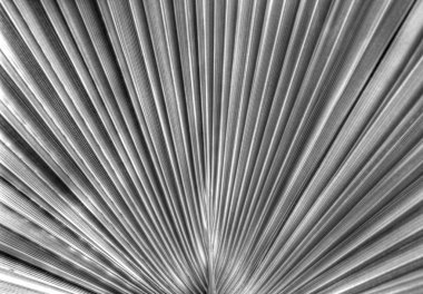 Güzel yaprak arka planda siyah beyaz portre