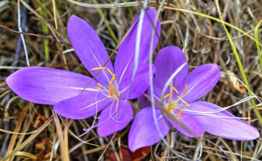 Güzel pembe crocus yakın çekim