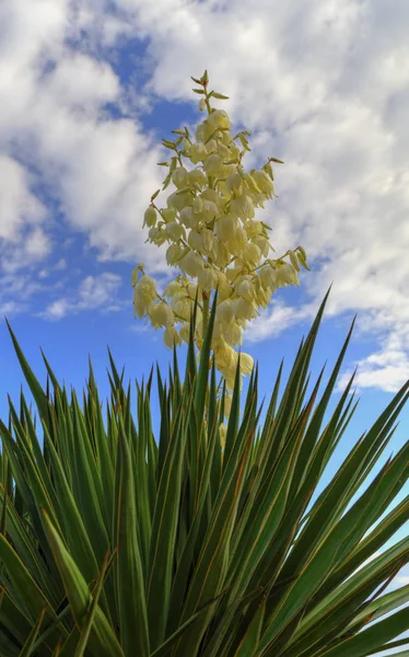 Bellissimo Fiore Sul Cielo Blu — Foto Stock