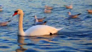 Güzel kuğu ve mavi denizde martılar