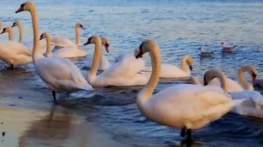 Güzel kuğu ve mavi denizde martılar