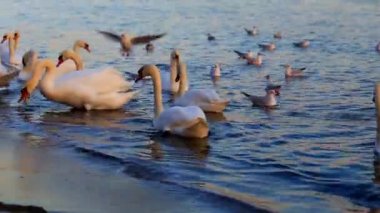 Güzel kuğu ve mavi denizde martılar