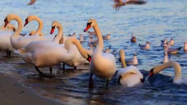 Hermosos Cisnes Gaviotas Mar Azul — Vídeo de stock