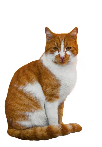 Lustige Katze Isoliert Auf Weißem Hintergrund Nahaufnahme — Stockfoto