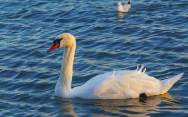 Güzel kuğu mavi denizde yüzüyor