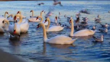 Güzel kuğu ve mavi denizde martılar