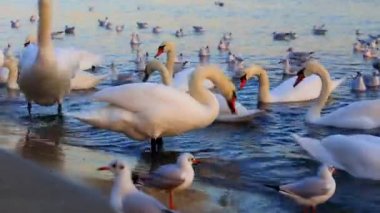 Güzel kuğu ve mavi denizde martılar