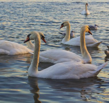 Güzel kuğu ve mavi denizde martılar