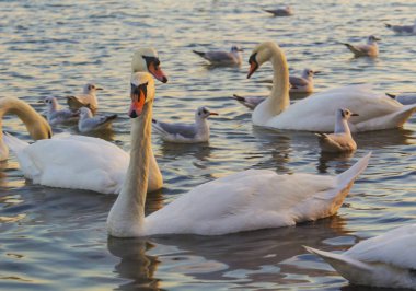 Güzel kuğu ve mavi denizde martılar