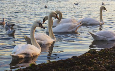Güzel kuğu ve mavi denizde martılar