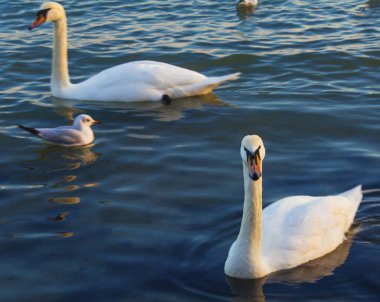 Güzel kuğu ve mavi denizde martılar