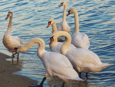 Güzel kuğu ve mavi denizde martılar