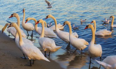 Güzel kuğu ve mavi denizde martılar