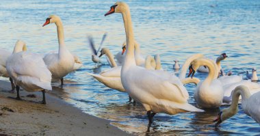 Güzel kuğu ve mavi denizde martılar