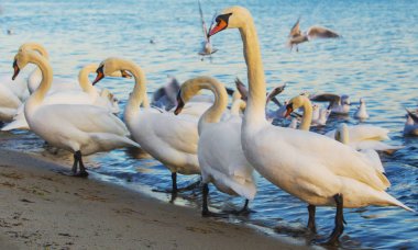 Güzel kuğu ve mavi denizde martılar