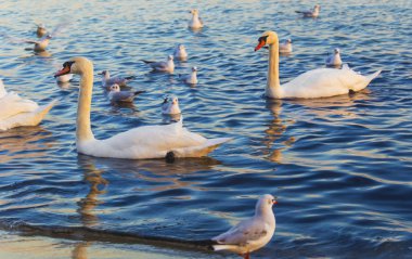 Güzel kuğu ve mavi denizde martılar