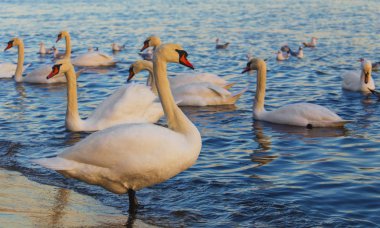 Güzel kuğu ve mavi denizde martılar