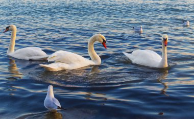 Güzel kuğu ve mavi denizde martılar