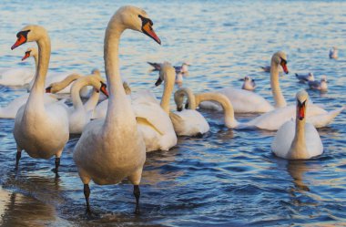 Güzel kuğu ve mavi denizde martılar