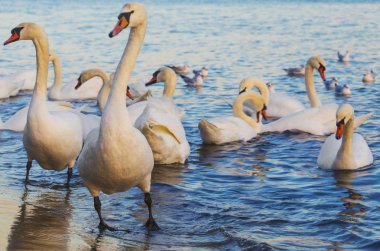 Güzel kuğu ve mavi denizde martılar