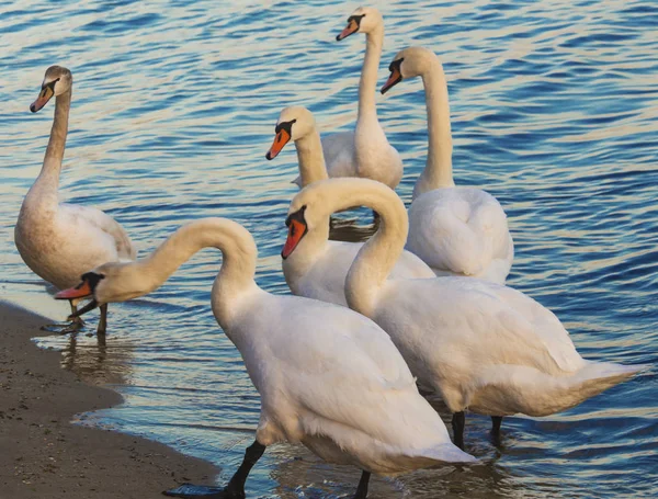 Güzel kuğu ve mavi denizde martılar