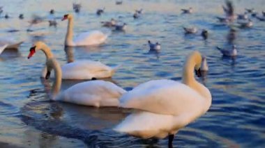 Güzel kuğu ve mavi denizde martılar