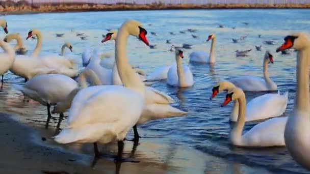 Beautiful Swans Seagulls Blue Sea — Stock Video