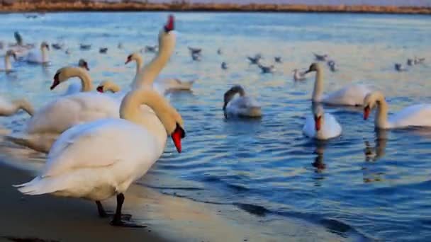 Beautiful Swans Seagulls Blue Sea — Stock Video