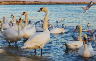 Güzel kuğu ve mavi denizde martılar