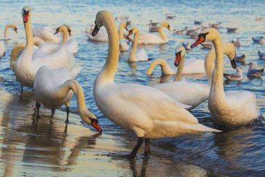 Güzel kuğu ve mavi denizde martılar