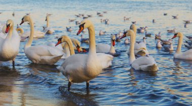 Güzel kuğu ve mavi denizde martılar