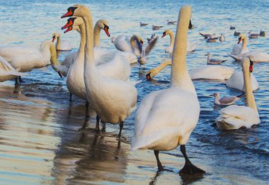 Güzel kuğu ve mavi denizde martılar