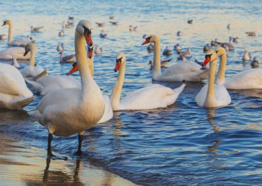 Güzel kuğu ve mavi denizde martılar