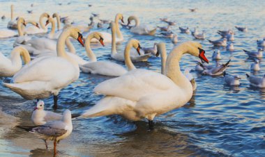 Güzel kuğu ve mavi denizde martılar