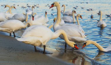 Güzel kuğu ve mavi denizde martılar