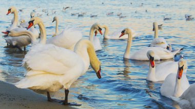 Güzel kuğu ve mavi denizde martılar