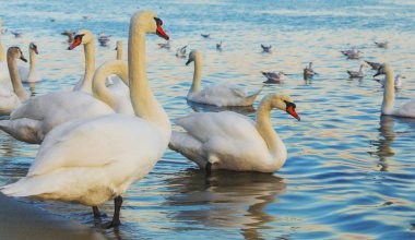 Güzel kuğu ve mavi denizde martılar