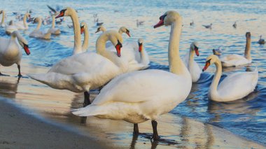 Güzel kuğu ve mavi denizde martılar