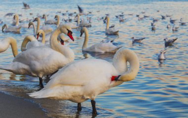 Güzel kuğu ve mavi denizde martılar