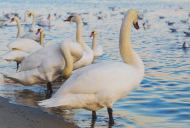 Güzel kuğu ve mavi denizde martılar