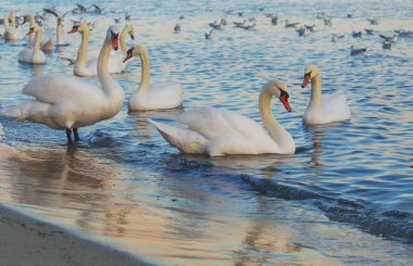 Güzel kuğu ve mavi denizde martılar