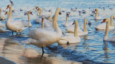 Güzel kuğu ve mavi denizde martılar